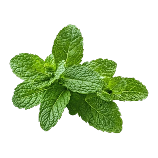 Peppermint extract